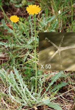 Les Baux (Bouches-du-Rh�ne), 27 mai 1996