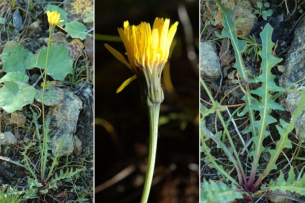 Aiguille (Hautes-Alpes), 30 ao�t 2006