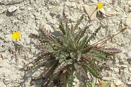 Saint-Martin-de-Clelles, vers le Mont Aiguille (Is�re), 25 juillet 2012