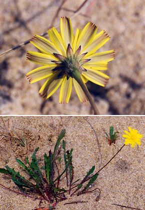 Soustons (Landes), 21 ao�t 1999