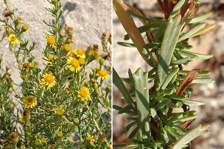 Maguelone (Hérault), 19 août 2006