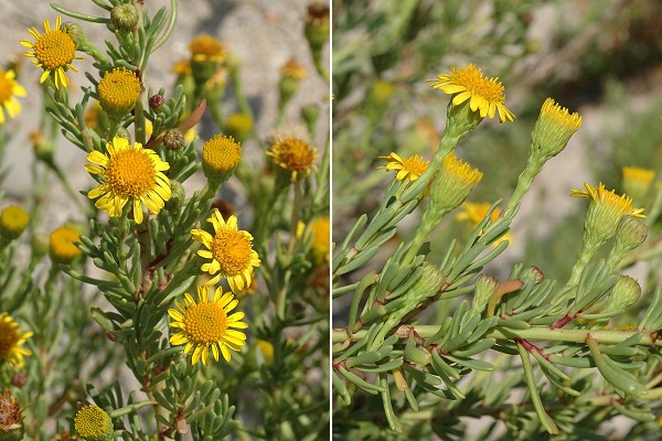 Maguelone (Hérault), 19 août 2006
