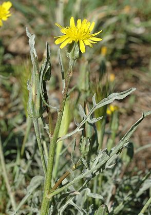 Teyran (Hérault), 8 avril 2012