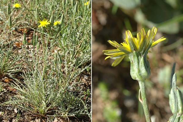 Teyran (Hérault), 8 avril 2012