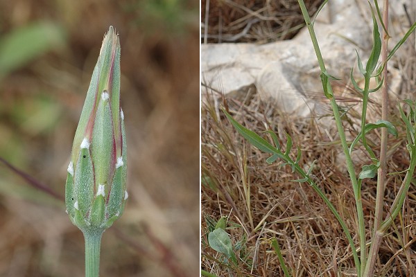 Massif de l'Etoile (Bouches-du-Rhône), 2 mai 2006