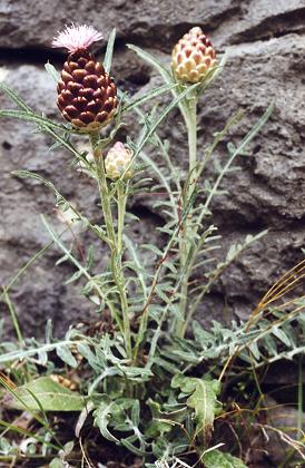 Font-Jouvale (Vaucluse), 30 mai 1998