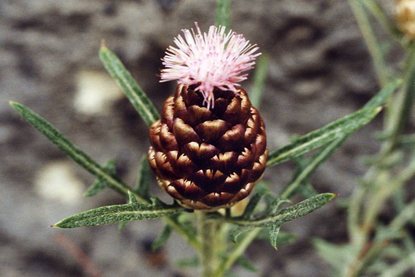 Font-Jouvale (Vaucluse), 30 mai 1998