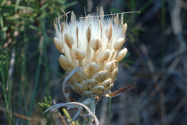 Le Rove (Bouches-du-Rhône), 12 juillet 2007
