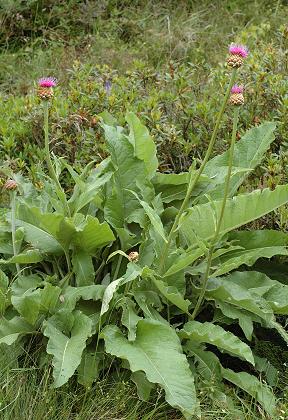Col des Montets (Haute-Savoie), 6 juillet 2007