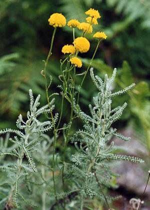 Catastaggio (Corse), 15 juillet 1998