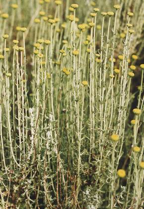 Beaucaire (Gard), 27 mai 1996