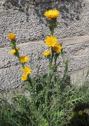 Sicile (Italie), mai 2014 (photo Gaudillière)