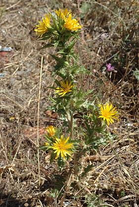 Le Rove (Bouches-du-Rhône), 12 juillet 2007