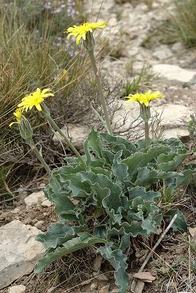 Espigoulier (Bouches-du-Rh�ne), 27 avril 2006