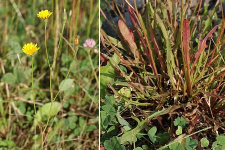 Saulnot (Haute-Saône), 10 septembre 2006