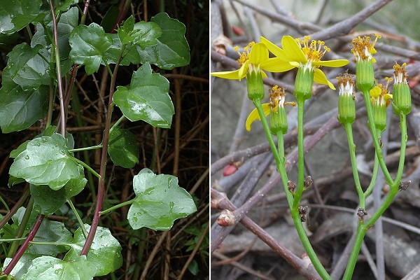 Ajaccio (Corse), 17 avril 2005 / Barcelone (Espagne), 18 mars 2005
