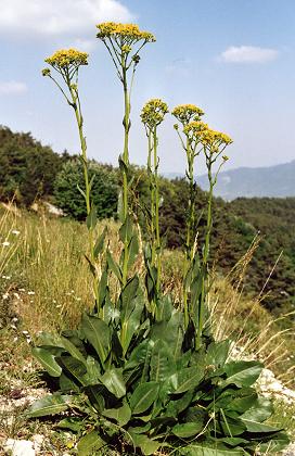 Col de Perty (Dr�me), 6 juillet 2001