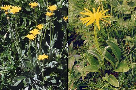 Val-d'Isère (Savoie), 13 juillet 1992 / Pic d'Ori (Pyrénées-Atlantiques), 13 juillet 2000