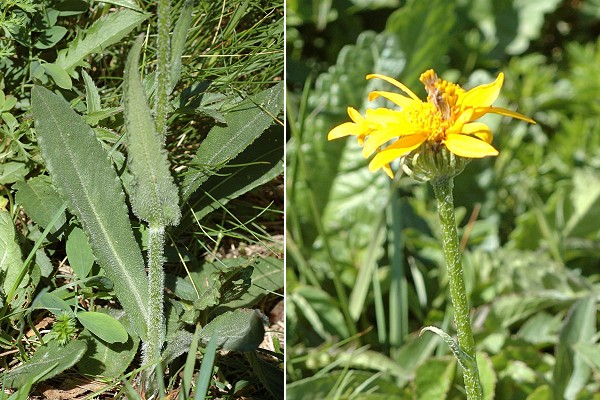 Puy-de-D�me (Puy-de-D�me), 23 juin 2006