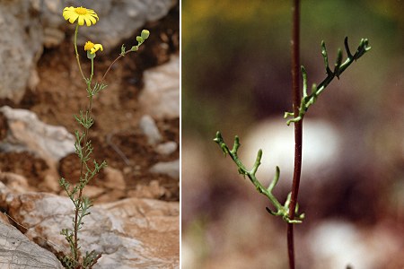 Montagne de Regagnas (Bouches-du-Rh�ne), 30 avril 2006 / Sault (Vaucluse), 25 mai 2001