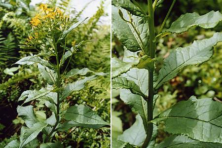 Voralberg (Autriche), 11 juillet 2002