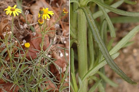 Castelnaudary (Aude), 27 d�cembre 2007