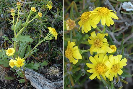 Callelongue (Marseille), 16 avril 2006