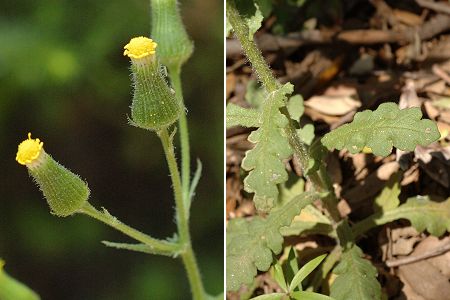 Cavalaire (Var), 29 avril 2006