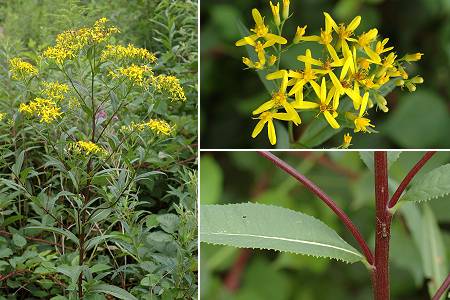 Saint-Julien-ls-Montbliard (Doubs), 21 juillet 2005