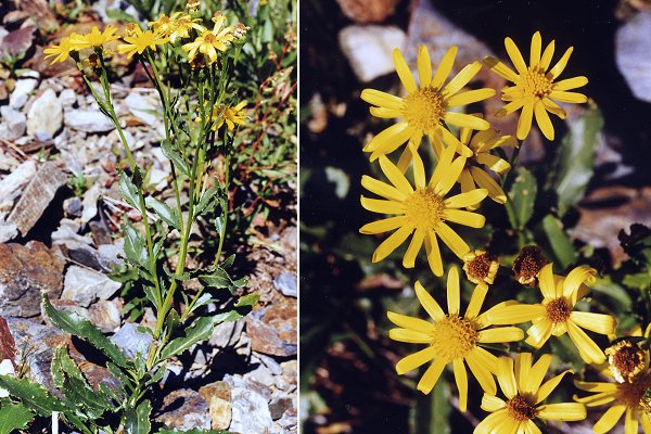 Las-Planas  (Pyr�n�es-Orientales), 17 ao�t 1999