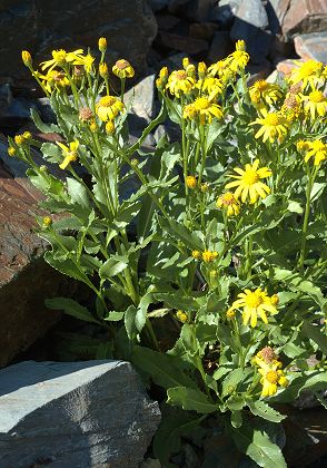 Etang de la Frêche (Haute-Garonne), 13 août 2009