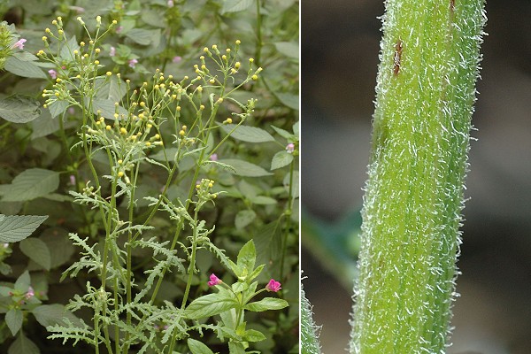 Saulnot (Haute-Sa�ne), 10 ao�t 2006 / Montenois (Doubs), 14 juillet 2005