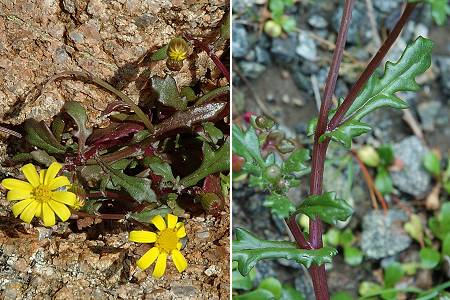La Parata (Corse), 13 avril 2005