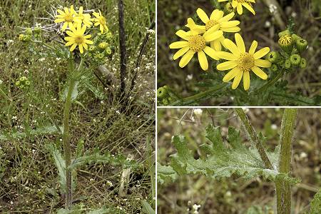 Bischwiller (Haut-Rhin), 22 avril 2005