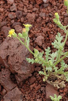 Puy de la Vache (Puy-de-D�me), 21 ao�t 2007