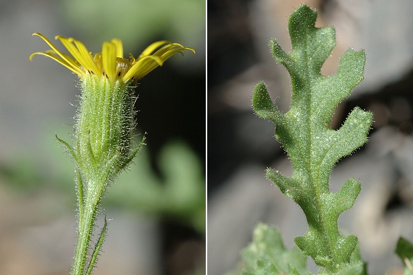 Sauterre (Puy-de-D�me), 20 ao�t 2007