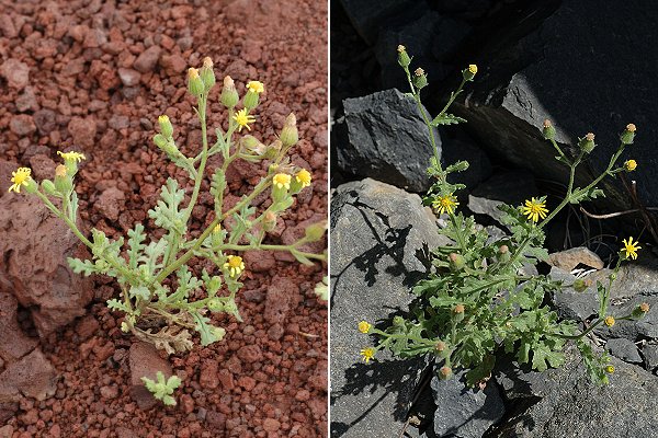Puy de la Vache (Puy-de-D�me), 21 ao�t 2007 / Sauterre (Puy-de-D�me), 20 ao�t 2007