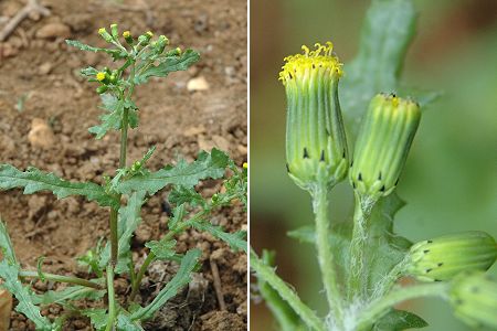 Montenois (Doubs), 6 juin 2005