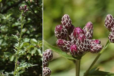 Villefort, vers le chalet de l'aigle (Lozre), 8 juillet 2011