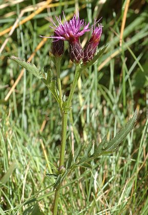 Col du pr� de la Dame (Loz�re), 8 juillet 2011