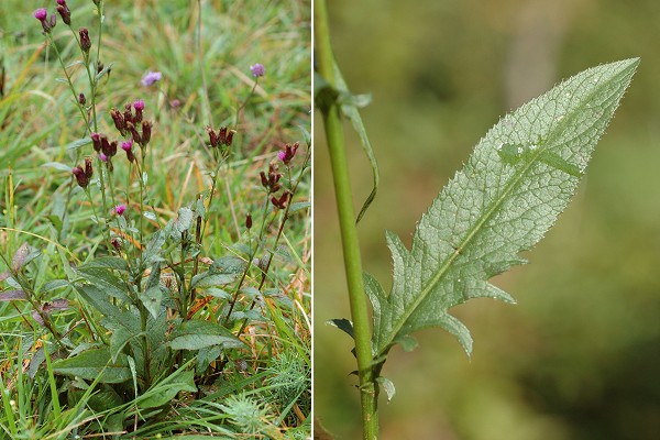 Loulle (Jura), 25 septembre 2010