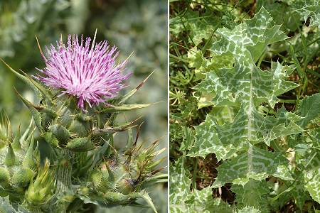 Le Cailar (Gard), 24 avril 2006