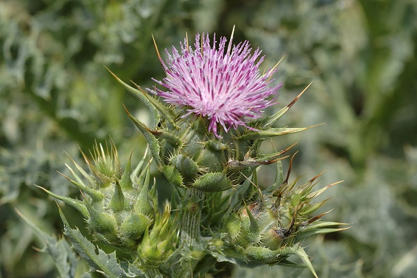 Le Cailar (Gard), 24 avril 2006