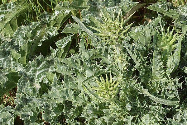 Arles (Bouches-du-Rh�ne), 24 avril 2006