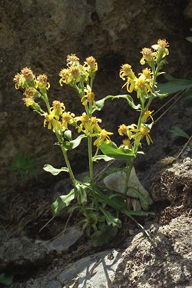 Lac d'Allos (Alpes-de-Haute-Provence), 25 août 1991