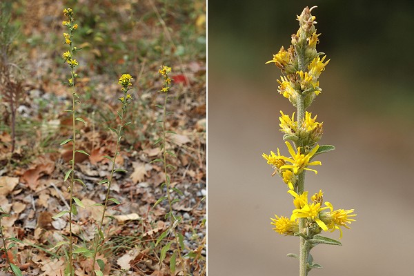 Mimet (Bouches-du-Rh�ne), 8 octobre 2007