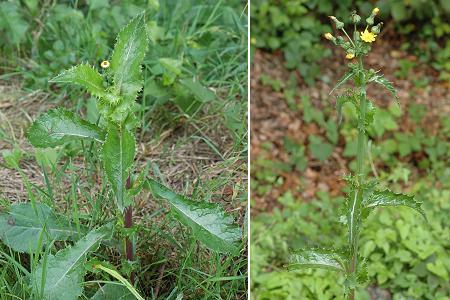 Beutal (Doubs), 10 aot 2006 / Raynans (Doubs), 17 aot 2006