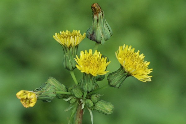 Raynans (Doubs), 17 ao�t 2006