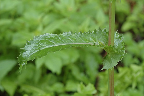 Raynans (Doubs), 17 ao�t 2006