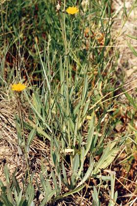 Isle Saint-Martin (Aude), 13 juillet 1995